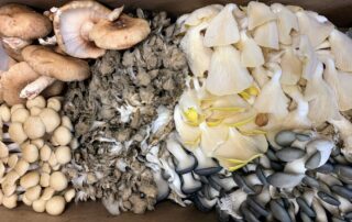 Array of mushrooms