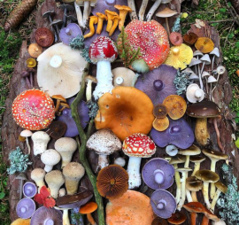 Mushroom Medley