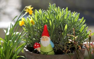 gnome in pot of daffodils