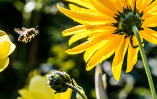 bee collecting pollen on yellow flower