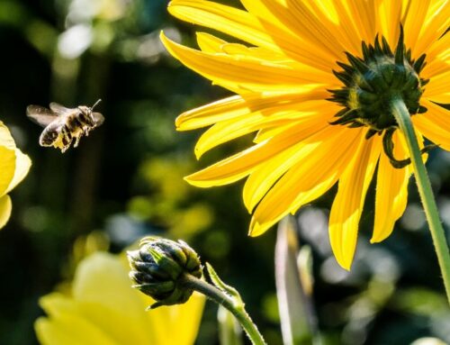 Bee-ing and Time