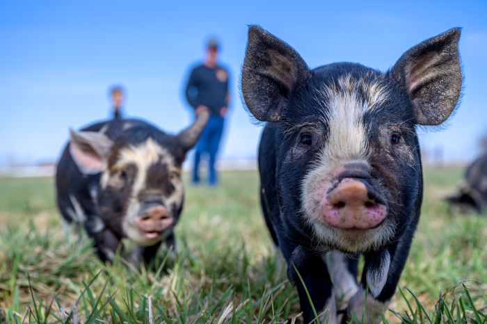 truffle pigs