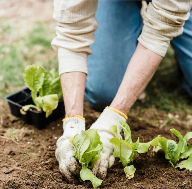 In honor of Earth Day, we encourage you to start a garden! Plants are effective air cleaners, absorbing carbon dioxide, plus many air pollutants, while releasing clean oxygen, ahhh! Start a garden today and enjoy the fruits of your labor! 
#bexhealthylifestyle #bexcateringandevents #chefbeckygeisel